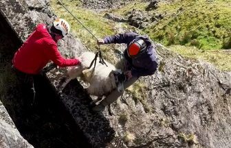 Mountain rescue mission for sheep trapped on cliffside for days