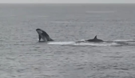 Aberdeen Harbour Tours shared footage on social media of the whales leaping out of the water over the weekend.