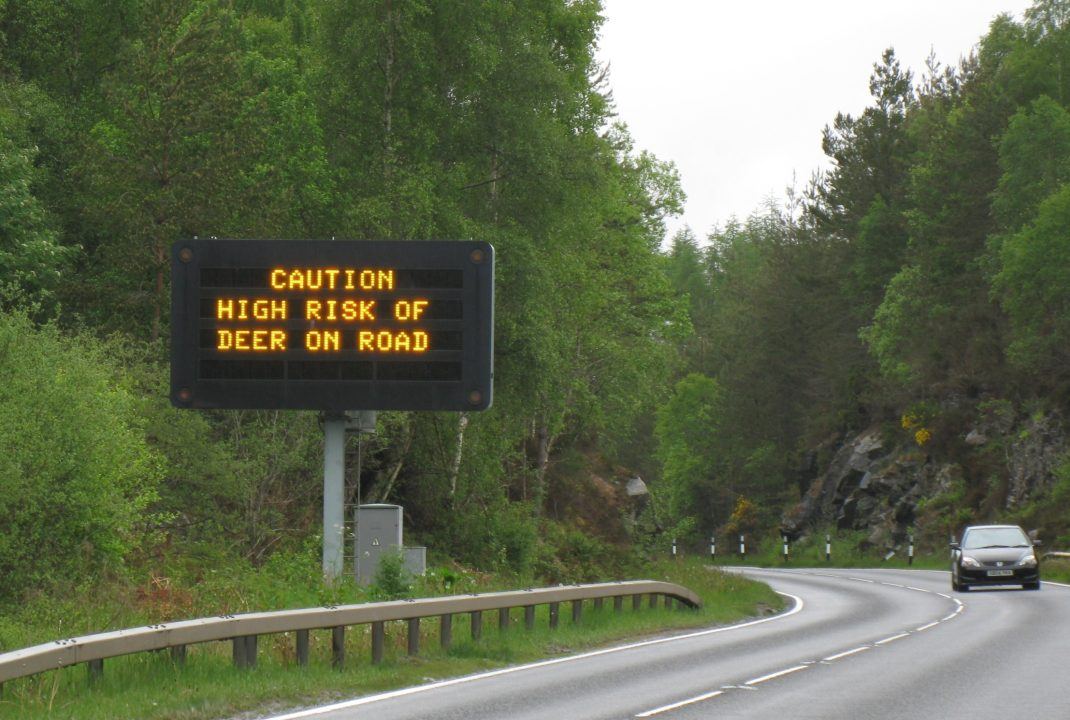 Drivers urged to beware of deer on roads as young begin to ‘spread out’
