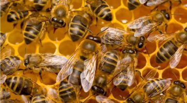 Millions of honeybees escape after lorry overturns
