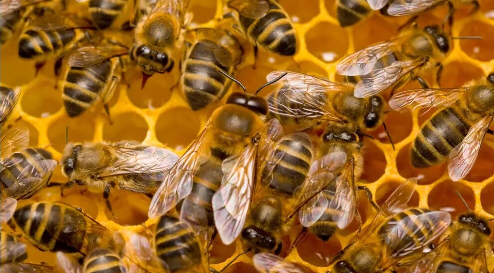 Millions of honeybees escape after lorry overturns