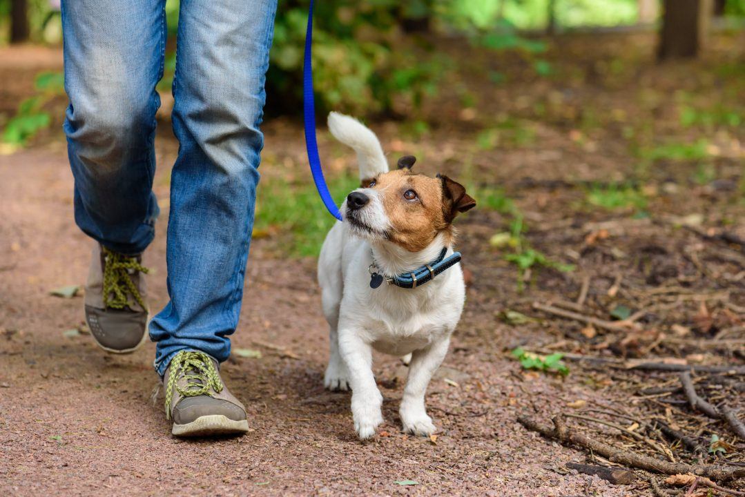 Dogs to be kept on leads in Angus Council cemeteries in bid to curb dog fouling