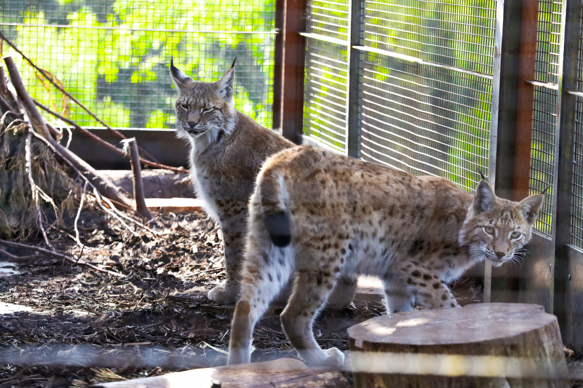 The rescued lynx have arrived at their new home.