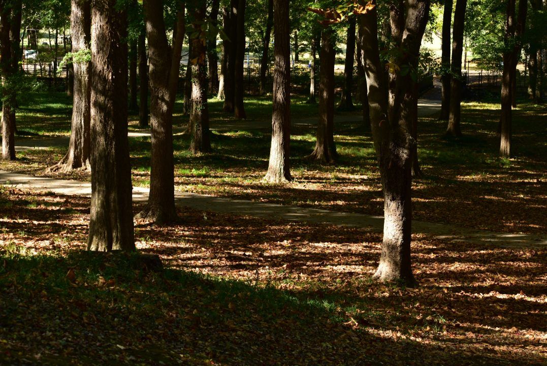 Aberdeen couple ordered to return ancient woodland adopted as part of their garden