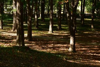 Aberdeen couple ordered to return ancient woodland adopted as part of their garden