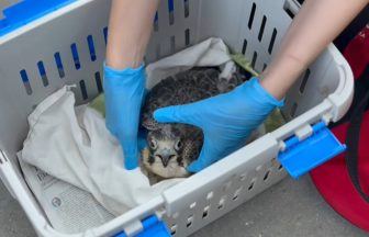 Peregrine falcon chick dies from bird flu two months after hatching on top of Glasgow University tower