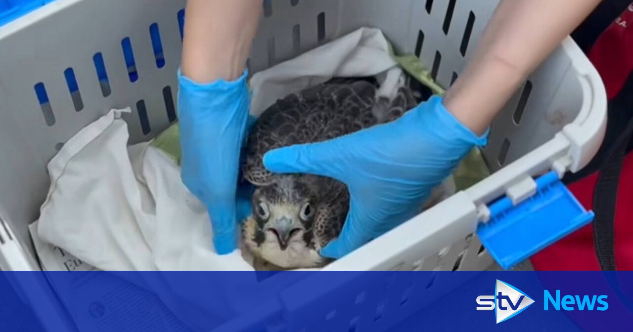 Peregrine falcon chick dies from bird flu weeks after hatching on top of ...