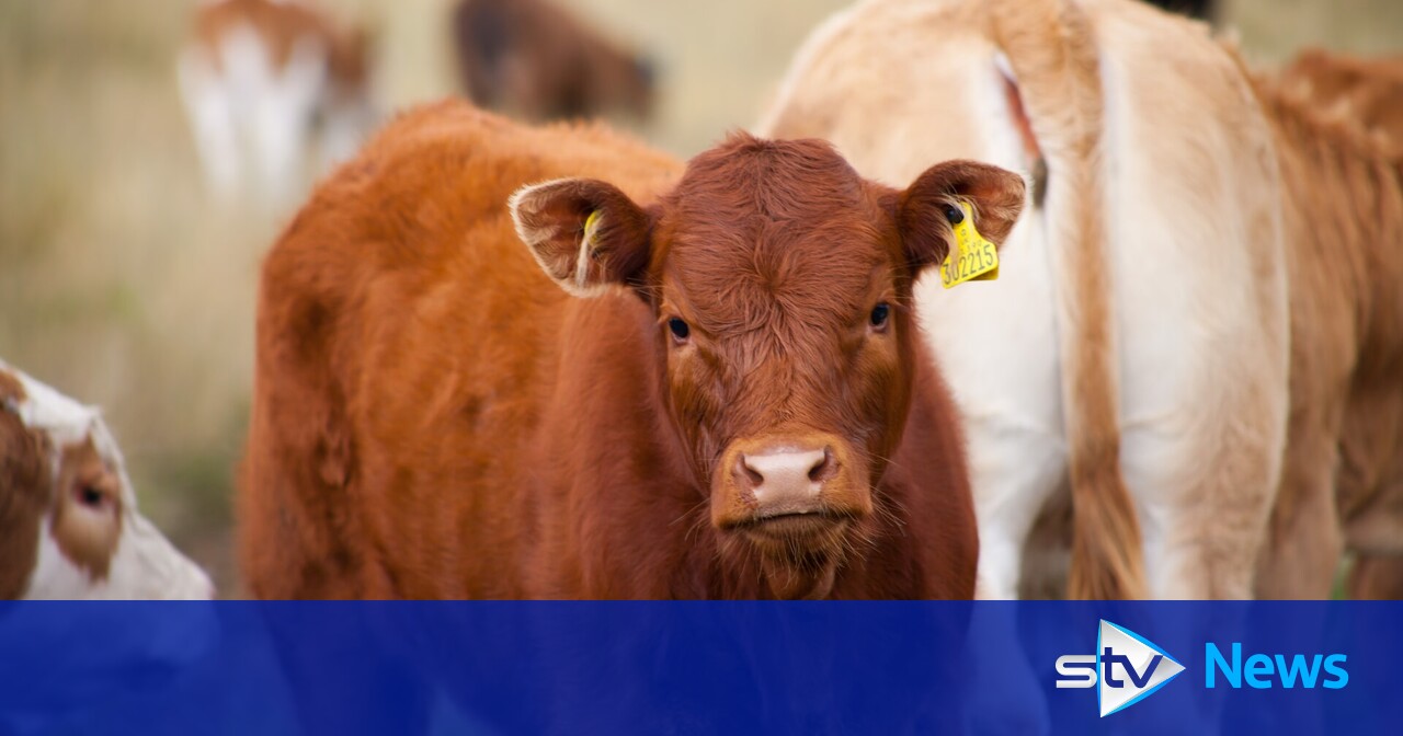Farm to slaughter 271 'unidentifiable and untraceable' cattle