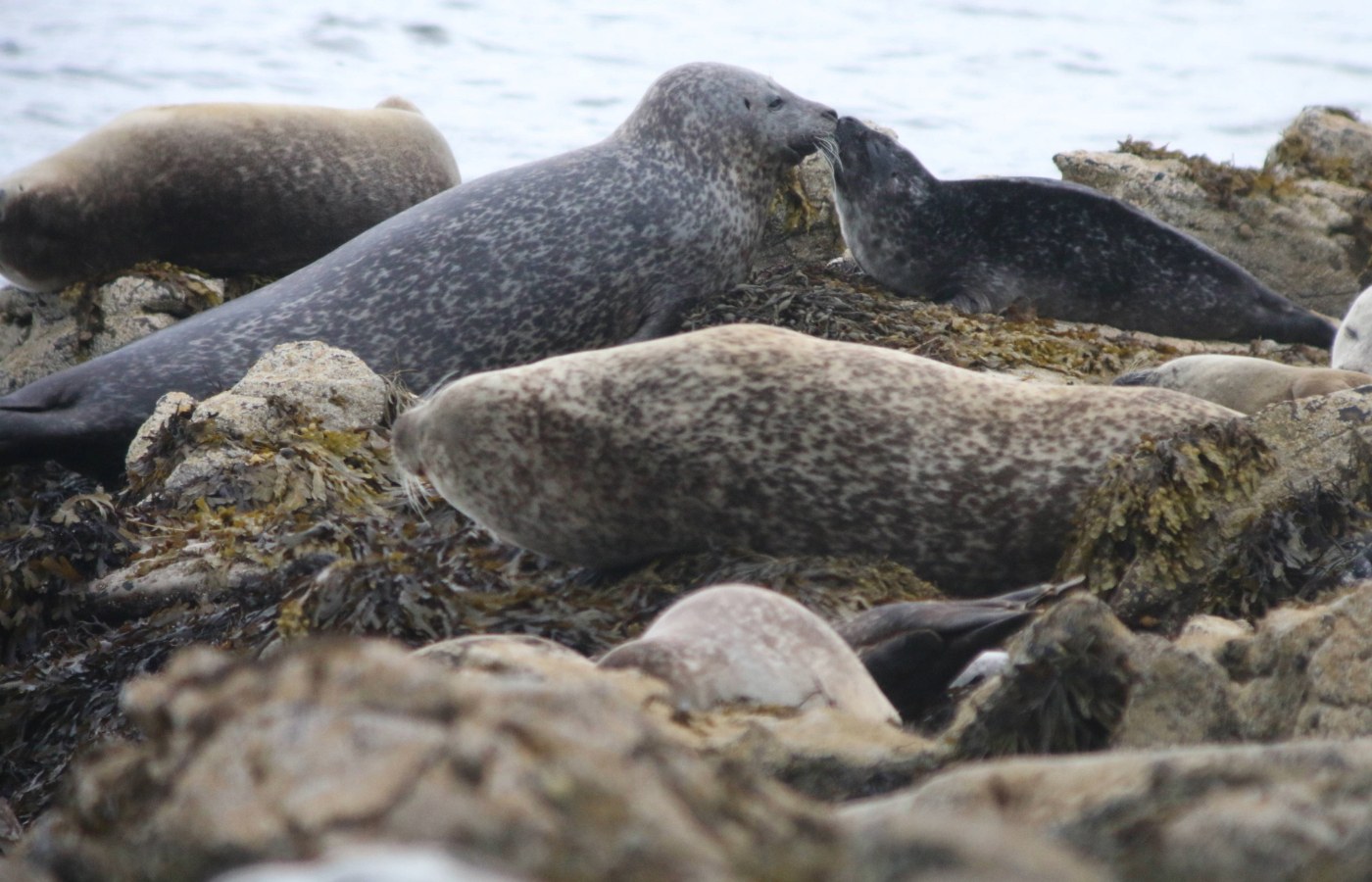 Harbour seal figures show a decline of 20% between 2018 and 2023.