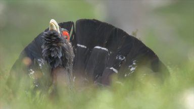 New feeding technique hoped to save capercaillies from extinction