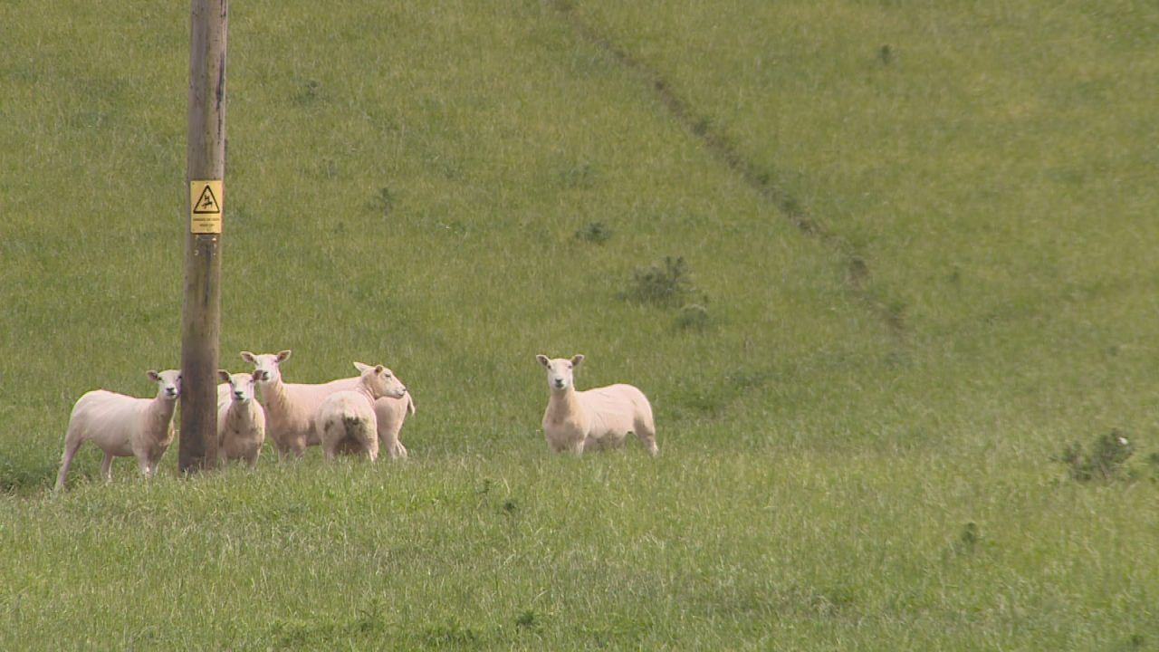 Scotland’s breeding sheep numbers drop to lowest level on record