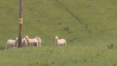 Scotland’s breeding sheep numbers drop to lowest level on record
