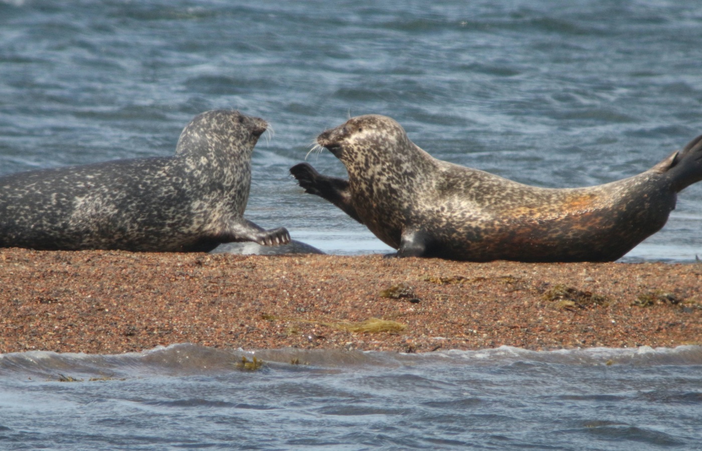 Monitoring figures from the University of St Andrews Sea Mammal Research Unit (SMRU) show that Scotland’s west coast harbour seal numbers have dropped significantly for the first time in decades.
