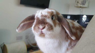 Orkney woman launches petition after sick rabbit barred from flight 