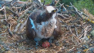 Young Ospreys fail to raise chicks at Perthshire reserve