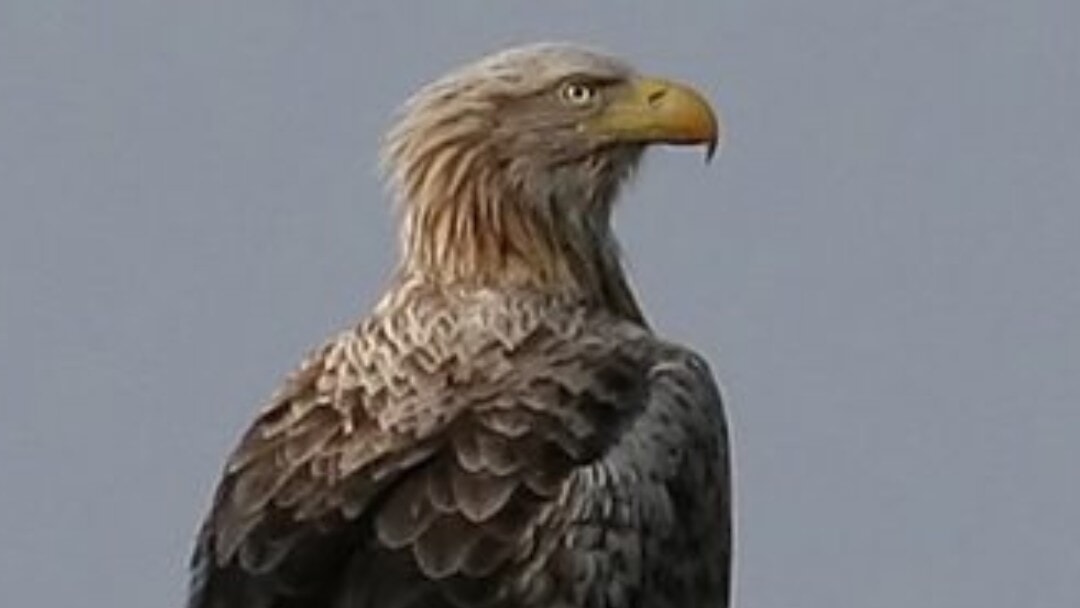 UK’s oldest White-tailed Eagle dies on Mull aged 32