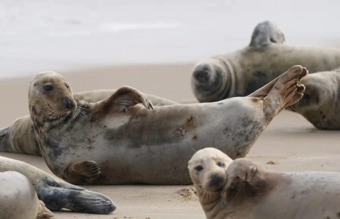 Call for paddleboarders and kayakers to act ‘responsibly’ around marine mammals