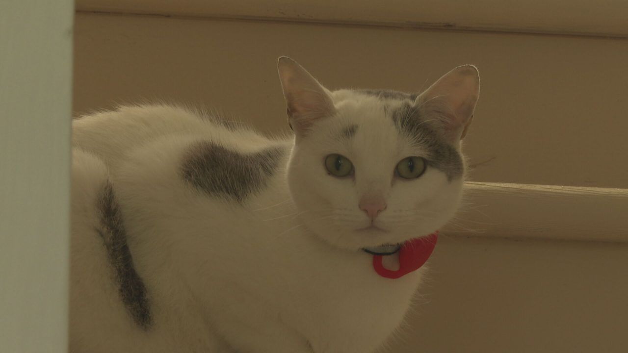 Cat who walks children to school named finalist in Cats Protection National Cat Awards 2025