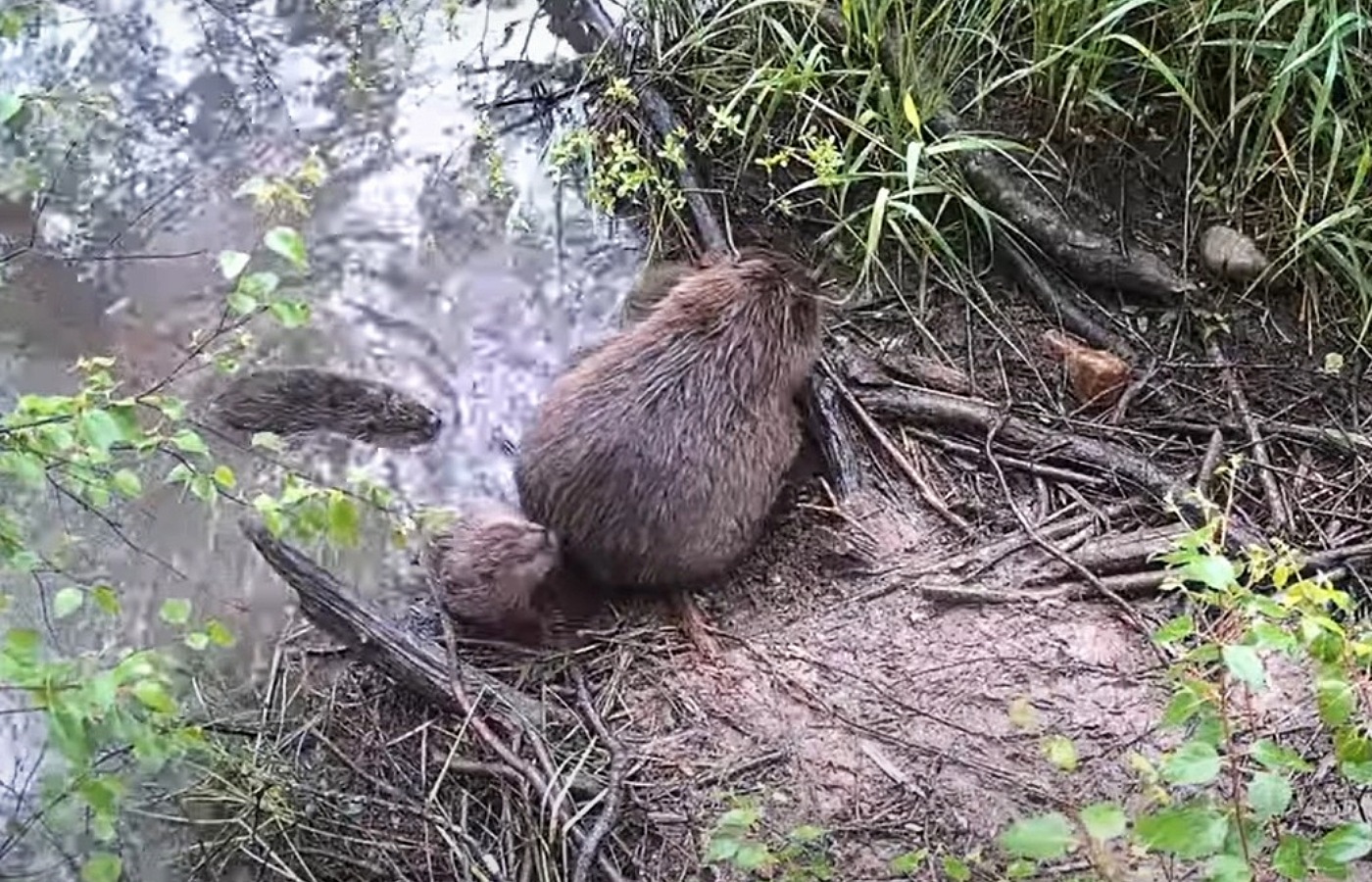 Cairngorms National Park confirmed five new arrivals were spotted on camera traps.