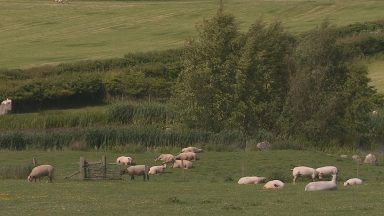 Sheep numbers hit record low after declining by 50,000