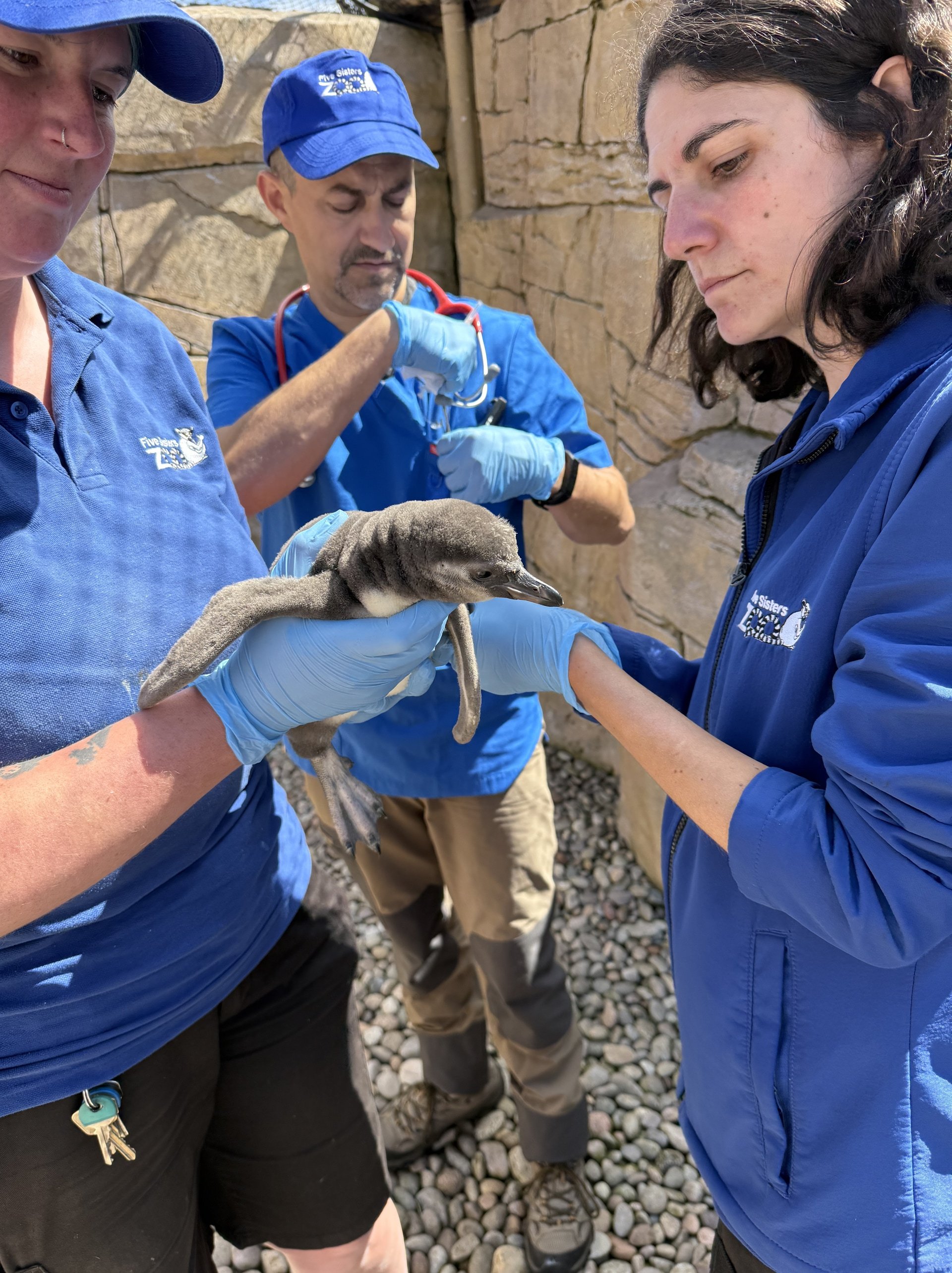 Humboldt penguins are classified as