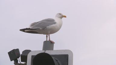 How do we tackle Scotland’s growing seagull problem?
