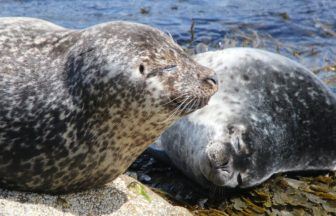 ‘Significant decline’ in number of harbour seals in Scotland, St Andrews University study finds