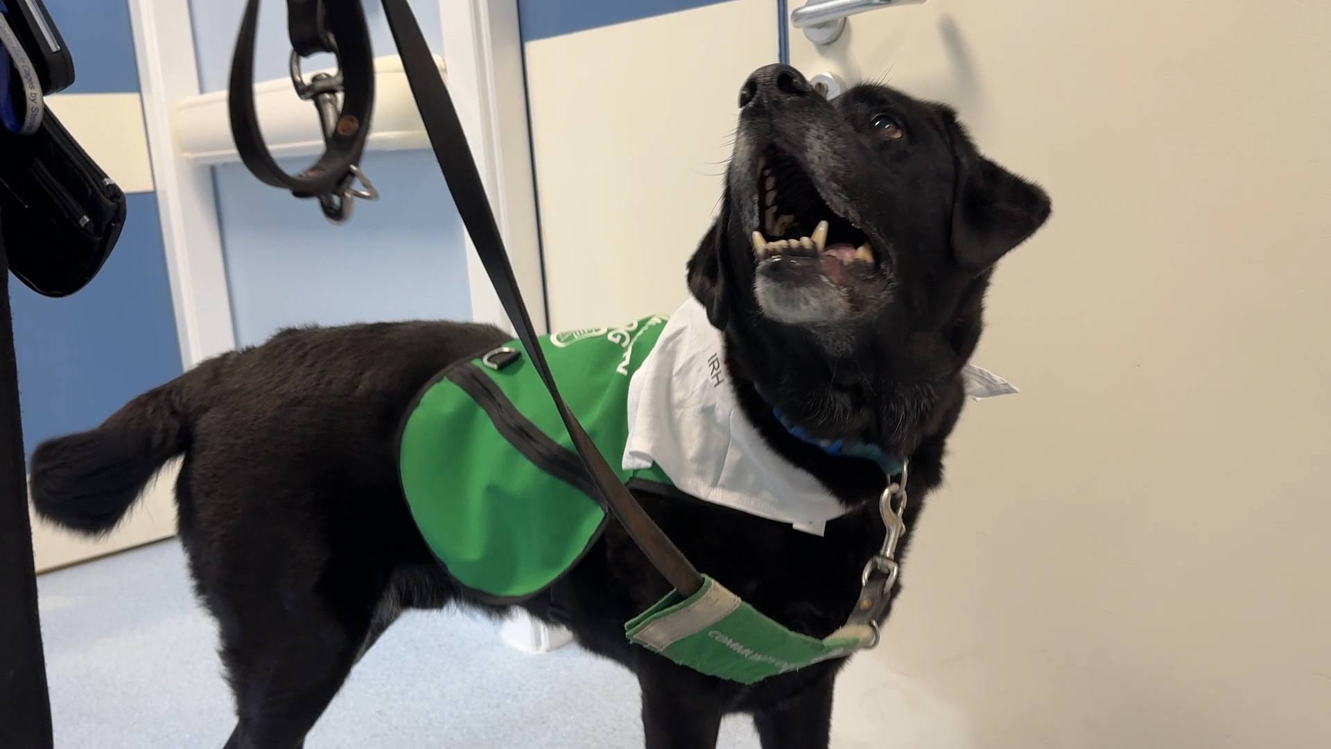 Billy from Dogs For Good