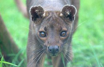 Fife zoo welcomes ‘rare and elusive’ Madagascan predator
