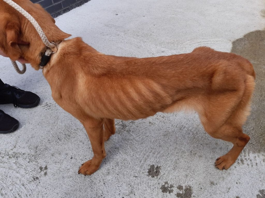 Malnourished dig