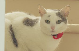 Cat who walks children to school named finalist in Cats Protection National Cat Awards 2025