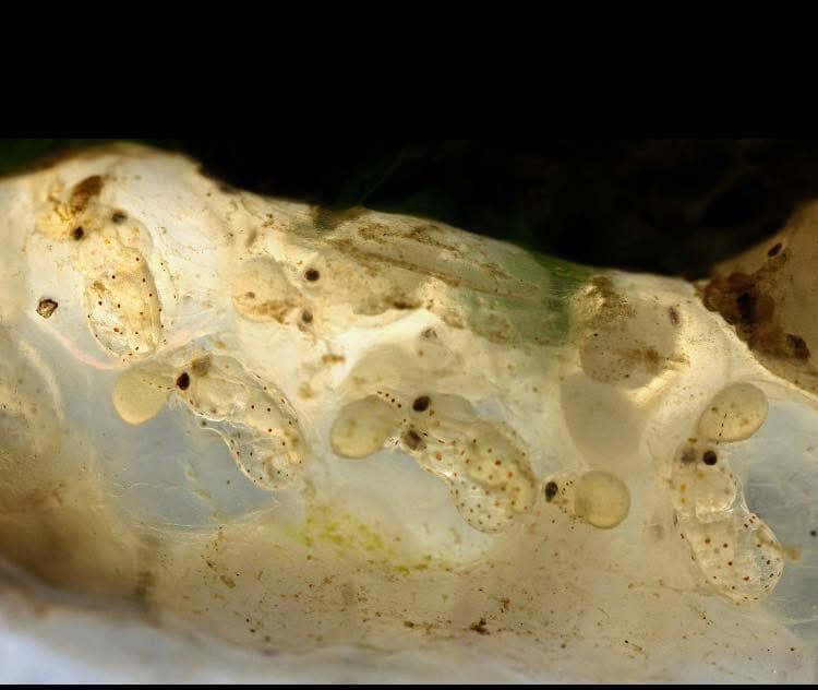 Squid before hatching