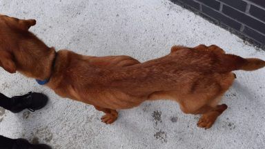 Fraserburgh man banned from owning dogs after failing to ‘provide basic care’