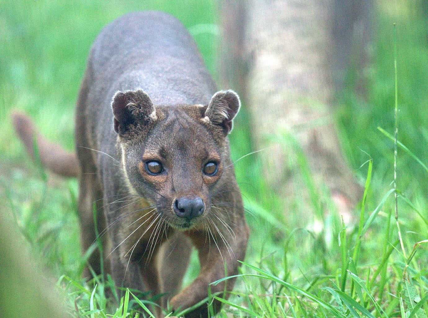 Fife Zoo announced the arrival of a new male fossa, named Isalo, on Monday. 