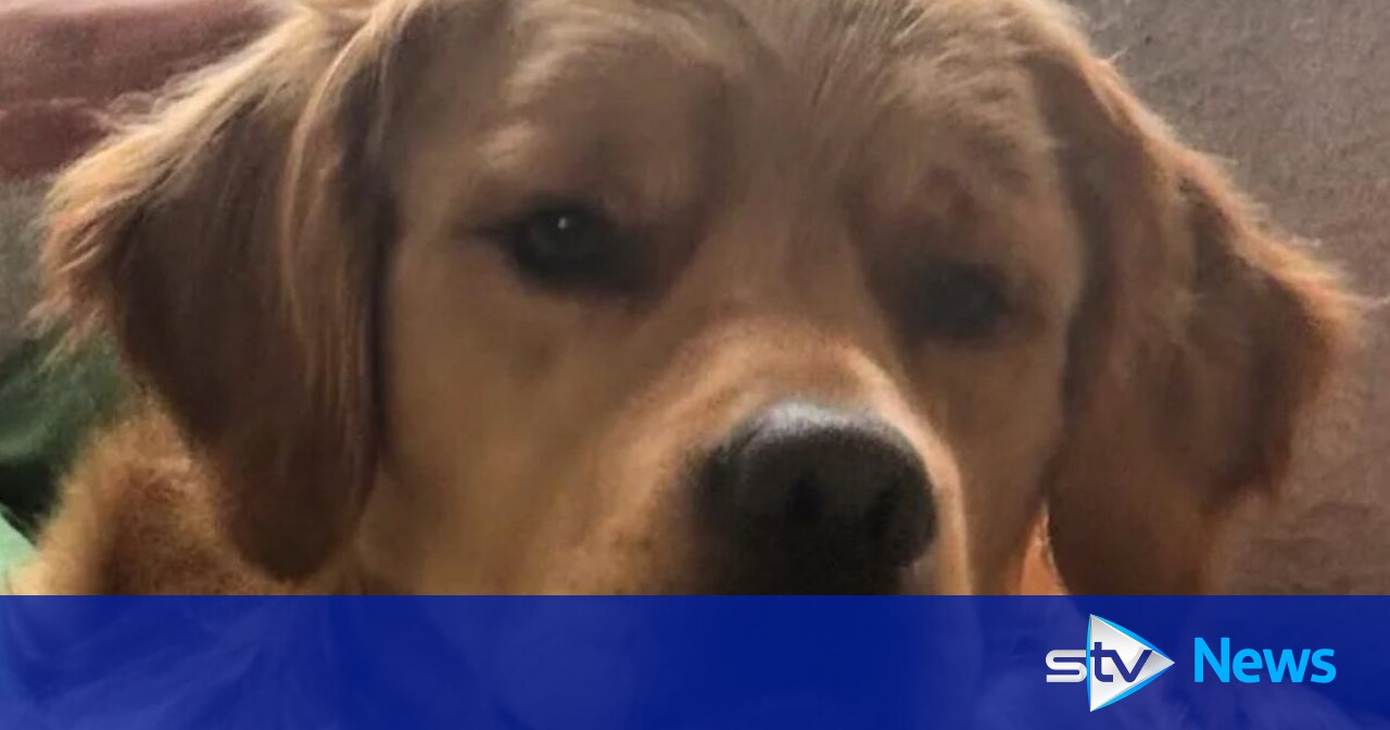 Barking heard during search for missing therapy dog in the Highlands ...