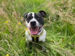 Dogs Trust Glasgow calls for firework ban around dog rehoming centre 