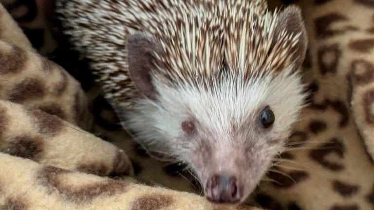 Hedgehog found by SSPCA inspectors