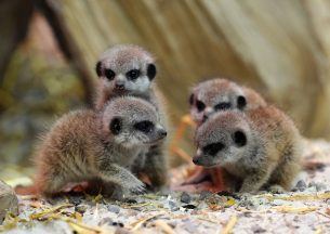 Meerkat pups welcomed at Blair Drummond Safari Park