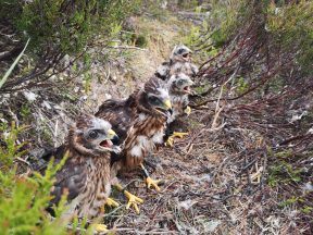 Number of hen harriers killed or missing at new high, RSPB warns