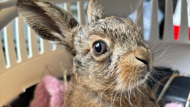 Farmer delivers ‘little miracle’ baby hare in emergency roadside Caesarean