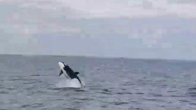 Pod of orcas filmed in the Firth of Forth in rare sighting