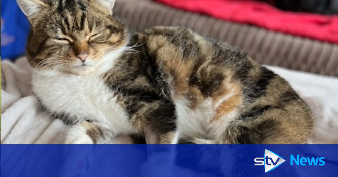 Missing cat with leg injury reunited with family in Aberdeen after two ...