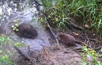 Five baby beavers born at Cairngorm National Park in Scottish Highlands spotted for first time