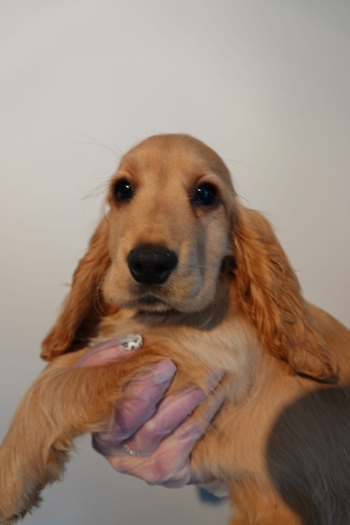 Julie Taylor illegally sold puppies and failed to provide for their basic welfare needs.