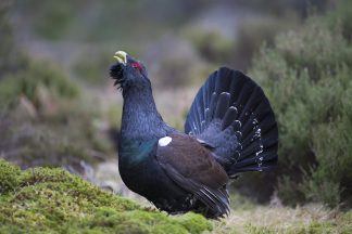 Researchers hail success of scheme to protect capercaillie chicks from predators