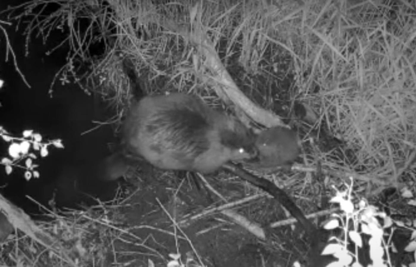 The new arrivals are said to be a 'positive step towards' the park's ambition to establish a healthy, sustainable population.