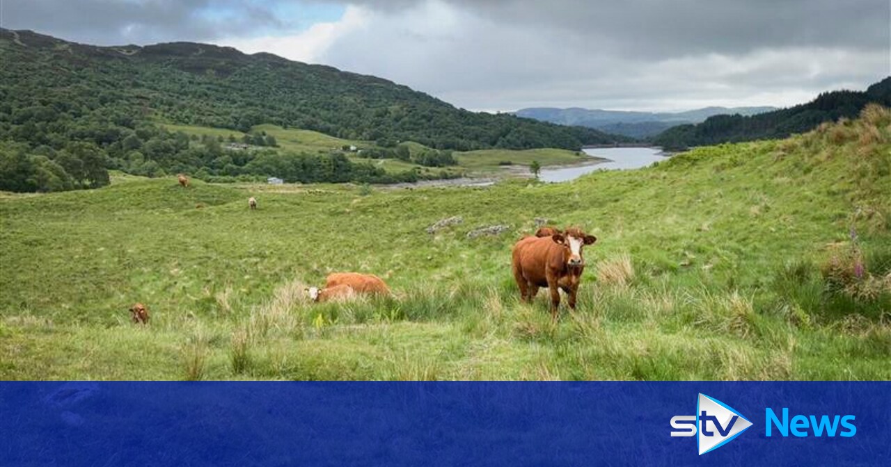 How Luing cattle and satellite technology are helping transform Glen Finglas