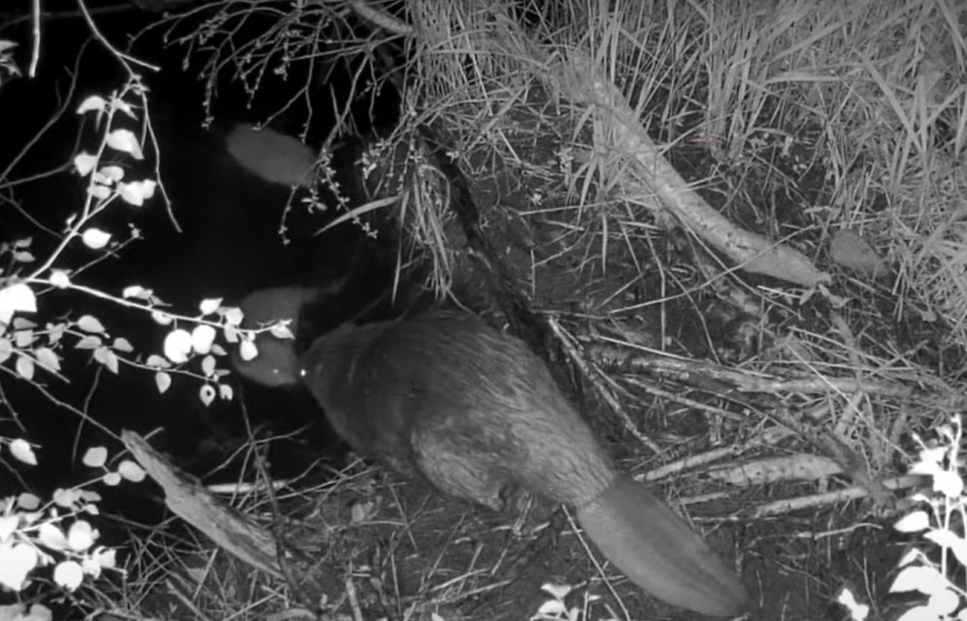 Beavers were reintroduced to Cairngorms National Park two years ago.