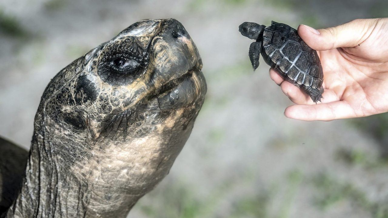 Galapagos tortoise celebrates 135th birthday and first Father’s Day at zoo