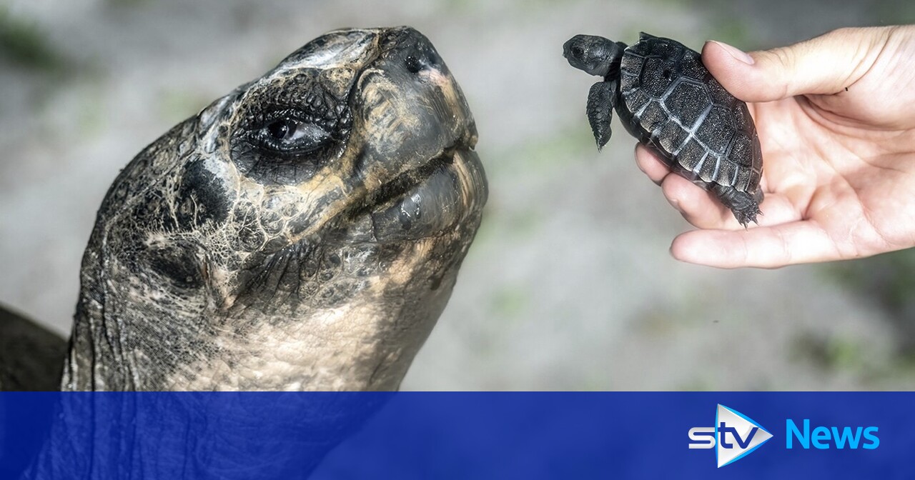 Galapagos tortoise celebrates 135th birthday and first Father’s Day at zoo